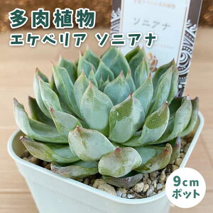 多肉植物 エケベリア ソニアナ 9cmポット 苗 ロゼッタ状 初心者 育てやすい 乾燥に強い 観葉植物 多年草 スペシャル セレクト 王冠ラベル