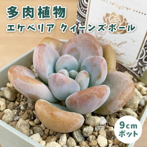 A GPxA NB[Y{[ 9cm|bg c [b^ S Ă₷ ɋ ϗtA N TLg XyV ZNg x