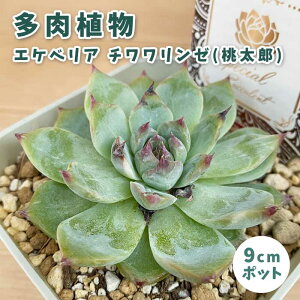 A GPxA `[ (Y) 9cm|bg c [b^ S Ă₷ ɋ ϗtA TLg XyV ZNg x