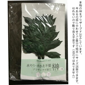 プリザーブドフラワー 【榊 1対(2束)】 sc-80690 枯れない加工 水やり不要 本物の榊 神棚 仏様 造花ではないプリさかき 天然榊 防虫加工 暑い夏場におすすめ 長持ち