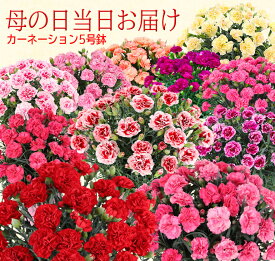 早割 母の日 ギフト 花 カーネーション プレゼント 5号鉢 お花 生花 母の日カーネーション 鉢 鉢植え プレゼント ギフト 母の日 母の日花