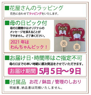 カーネーション<5号鉢>【2021母の日】【カーネーション5号鉢母の日ギフト】【沖縄・離島はお届けできません】【カーネーション鉢植え】【カーネーション母の日】