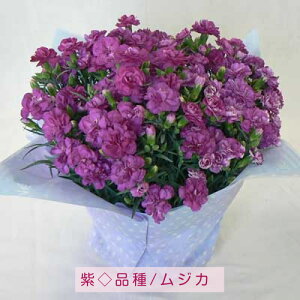 カーネーション7号鉢【2021母の日】【芝犬母の日カード付】【カーネーション鉢植え】【カーネーション母の日】【沖縄・離島はお届けできません】
