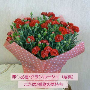 カーネーション7号鉢【2021母の日】【芝犬母の日カード付】【カーネーション鉢植え】【カーネーション母の日】【沖縄・離島はお届けできません】