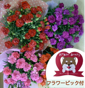 カーネーション<5号鉢><5色よりお選びください>【送料無料】【2014母の日】【沖縄・離島はお届けできません】【同梱不可】