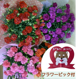 生花 カーネーション 鉢植えの人気商品 通販 価格比較 価格 Com