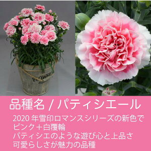カーネーション<6号鉢>パティシエール高さ45cm幅35cm『写真の現品。つぼみたくさんの良品5/7最終発送!』【2021母の日】同梱不可【カーネーション鉢植え】【カーネーション母の日】【カーネーション6号鉢母の日ギフト】【沖縄・離島はお届けできません】
