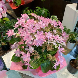 アジサイ鉢<ダンスパーティ・5号鉢・スリムサイズ>『実店舗の商品です。ラッピング・受け皿付。高さ45cm幅30cm』【2021母の日】【沖縄・離島はお届けできません】