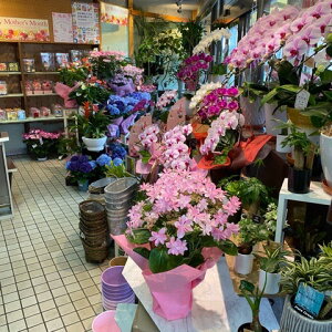 アジサイ鉢<ダンスパーティ・5号鉢・スリムサイズ>『実店舗の商品です。ラッピング・受け皿付。高さ45cm幅30cm』【2021母の日】【沖縄・離島はお届けできません】