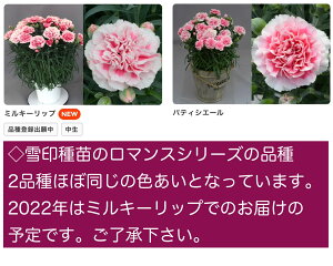 カーネーション<6号鉢>パティシエールミルキーリップ高さ45cm幅35cm『つぼみたくさんの良品5/4〜8母の日期間の発送!』【2022母の日】同梱不可【カーネーション鉢植え】【カーネーション母の日】【カーネーション6号鉢母の日ギフト】