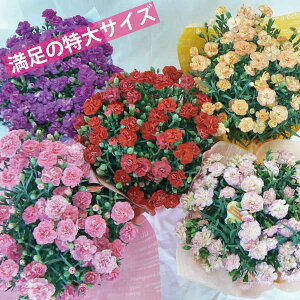 カーネーション7号鉢【2018母の日】【沖縄・離島はお届けできません】【同梱不可】