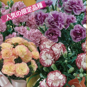 【2013母の日】カーネーション<キャミ>5号鉢【送料無料】【沖縄・離島はお届けできません】【同梱不可】