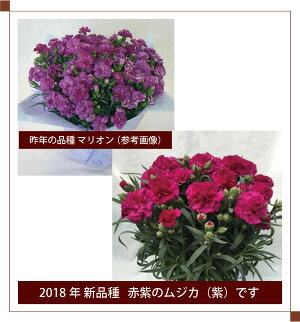 カーネーション7号鉢【2018母の日】【沖縄・離島はお届けできません】【同梱不可】