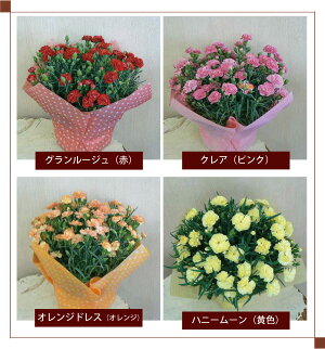 カーネーション7号鉢【2018母の日】【沖縄・離島はお届けできません】【同梱不可】