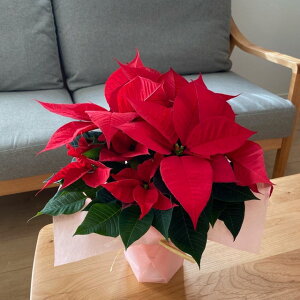 |CZ`AE4ERpNgv~A35Z`EbsOtyzykCEnElEBEE͂͂ł܂zy|CZ`A zy|CZ`A