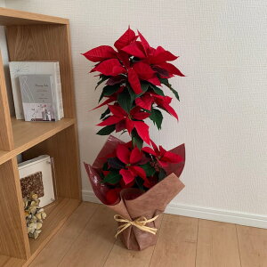 |CZ`AE5 X^h^@65`75Z` ̃v~Ai yŒZz ykCEnEBEElE͂͂ł܂zy|CZ`A zy|C