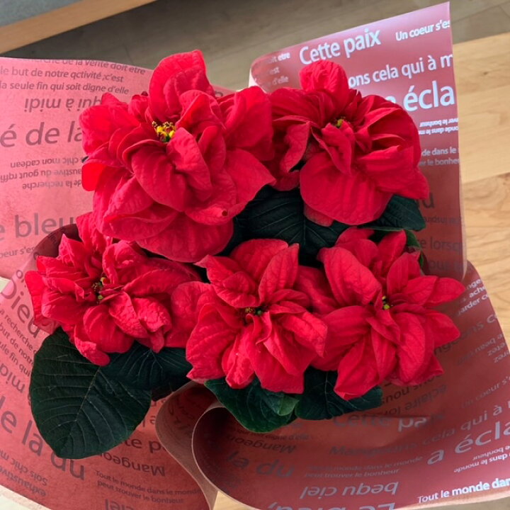 楽天市場 ポインセチア ウィンターローズ 満足のプレミアム品質 5号鉢 45センチ あす楽 送料無料 北海道 寒冷地 九州 四国 沖縄はお届けできません 花生活応援 はなさよ