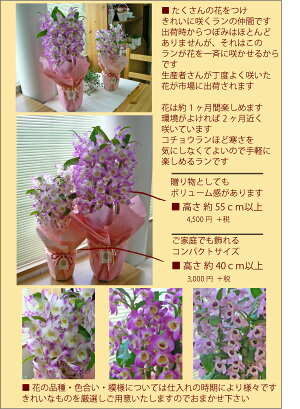 デンドロビューム<ピンク系>