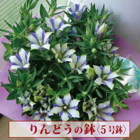 楽天市場 りんどう 白寿の通販