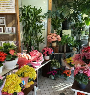 八重咲きベゴニア<5号鉢>【あす楽】【送料無料】【ベコニア】【寒冷地・沖縄・離島はお届けできません】【北海道・九州は追加送料【母の日】花お祝いフラワー
