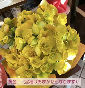 八重咲きベゴニア<5号鉢>【あす楽】【送料無料】【ベコニア】【寒冷地・沖縄・離島はお届けできません】【北海道・九州は追加送料【母の日】花お祝いフラワー