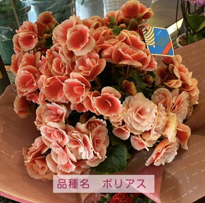 八重咲きベゴニア<5号鉢>【あす楽】【送料無料】【ベコニア】【寒冷地・沖縄・離島はお届けできません】【北海道・九州は追加送料【母の日】花お祝いフラワー