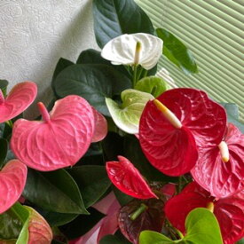 楽天市場 鉢花 種類 植物 アンスリューム 開花時期秋 花 観葉植物 花 ガーデン Diy の通販