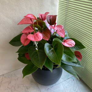 楽天市場 アンスリュームの鉢植え 7号球体鉢 8 24再入荷 何て便利 受け皿型の鉢に入っています 形もオシャレ 3色よりお選びください 送料無料 あす楽 アンスリウム 鉢植え 花 ギフト 鉢植え 沖縄 離島はng 花生活応援 はなさよ 楽天市場 アンスリュームの鉢植え 7号球体鉢 8 24再入荷 何て便利 受け皿型の鉢に入っています 形もオシャレ 3色よりお選びください 送料無料 あす楽 アンスリウム 鉢植え 花 ギフト 鉢植え 沖縄 離島はng 花生活応援 はなさよ