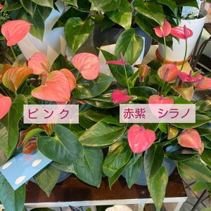 楽天市場 アンスリュームの鉢植え 7号球体鉢 8 24再入荷 何て便利 受け皿型の鉢に入っています 形もオシャレ 3色よりお選びください 送料無料 あす楽 アンスリウム 鉢植え 花 ギフト 鉢植え 沖縄 離島はng 花生活応援 はなさよ 楽天市場 アンスリュームの鉢植え 7号球体鉢 8 24再入荷 何て便利 受け皿型の鉢に入っています 形もオシャレ 3色よりお選びください 送料無料 あす楽 アンスリウム 鉢植え 花 ギフト 鉢植え 沖縄 離島はng 花生活応援 はなさよ