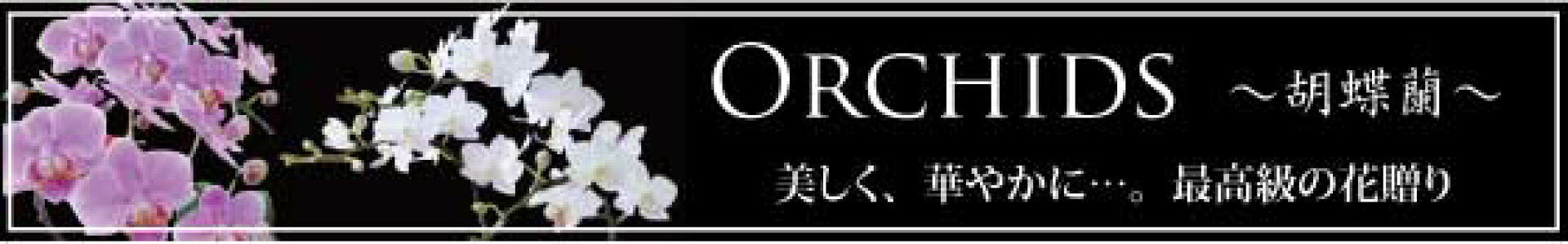 胡蝶蘭特集