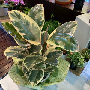 ゴム<斑入り>ティネッケ観葉植物全体高さ65cm幅30cm鉢幅18cm(6号鉢)白プラ鉢鉢皿付【2021/5/2撮影】『丈夫なインドアグリーンおしゃれなホワイトリーフ一番出荷のため下葉もキレイです』【あす楽】