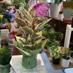 ゴム<斑入り>ティネッケ観葉植物全体高さ65cm幅30cm鉢幅18cm(6号鉢)白プラ鉢鉢皿付【2021/5/2撮影】『丈夫なインドアグリーンおしゃれなホワイトリーフ一番出荷のため下葉もキレイです』【あす楽】