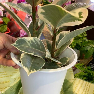 ゴム<斑入り>ティネッケ観葉植物全体高さ65cm幅30cm鉢幅18cm(6号鉢)白プラ鉢鉢皿付【2021/5/2撮影】『丈夫なインドアグリーンおしゃれなホワイトリーフ一番出荷のため下葉もキレイです』【あす楽】