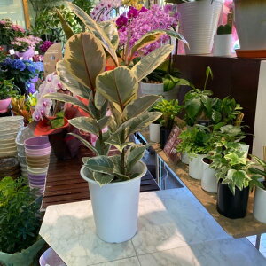 ゴム<斑入り>ティネッケ観葉植物全体高さ65cm幅30cm鉢幅18cm(6号鉢)白プラ鉢鉢皿付【2021/5/2撮影】『丈夫なインドアグリーンおしゃれなホワイトリーフ一番出荷のため下葉もキレイです』【あす楽】