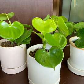 楽天市場 ハート型 観葉植物の通販