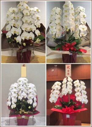 胡蝶蘭<白3本立>15000円