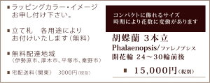 胡蝶蘭<白3本立>15000円