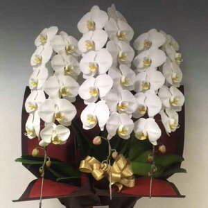 胡蝶蘭<白3本立>15000円