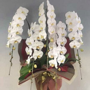 胡蝶蘭<白3本立>15000円
