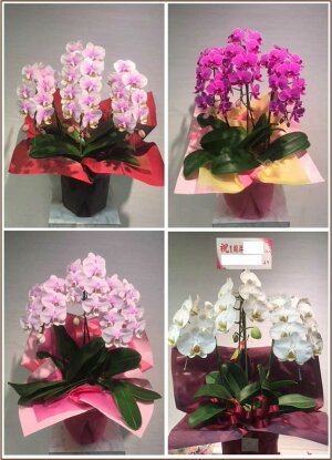 胡蝶蘭<白3本立>15000円
