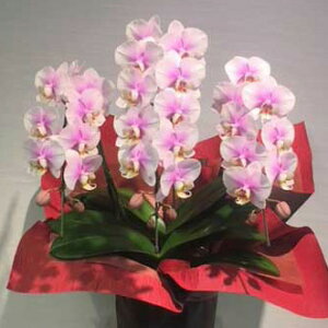 胡蝶蘭<白3本立>15000円