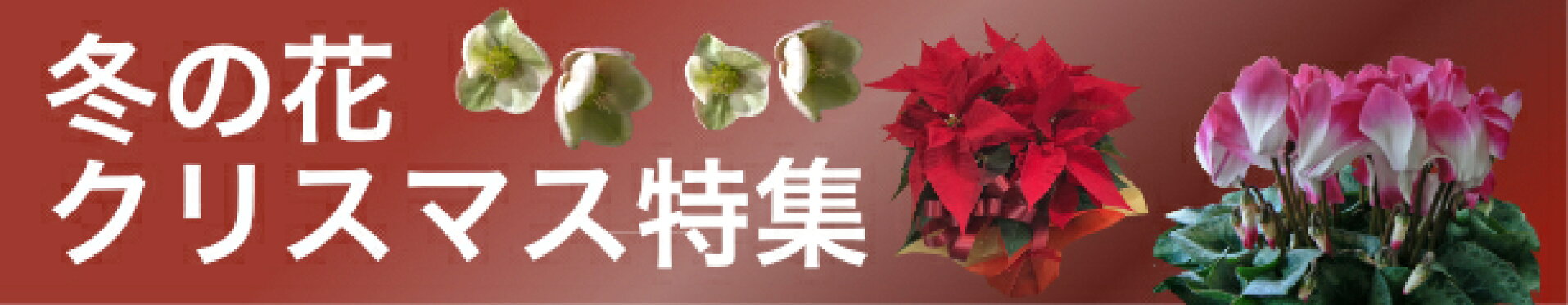 冬の花・クリスマス特集