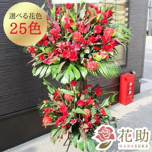 yEn͂z JXj j ԏIԉ̃Xe肨jX^h2i 36000~ ԗ tX^ IׂԐF25F z Dt 摜 ݒu 