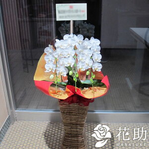 生花 3本立ち 胡蝶蘭の人気商品 通販 価格比較 価格 Com
