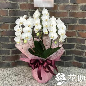 楽天市場 胡蝶蘭 1万円の通販