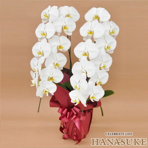 産地直送!【宅配商品】 お祝い 胡蝶蘭2本立ち20輪以上 16000円  勲章 受賞【送料無料】【楽ギフ_メッセ入力】【ビジネス】【対応】無料ラッピング、無料名札付き、画像送信、配送日指