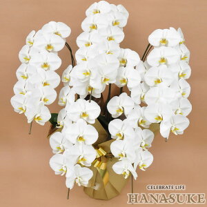 産地直送!【宅配商品】 お祝い 胡蝶蘭5本立ち50輪以上 39000円  勲章 受賞【送料無料】【楽ギフ_メッセ入力】【ビジネス】【対応】無料ラッピング、無料名札付き、画像送信、配送日指