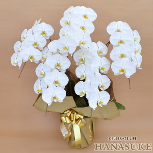 産地直送!【宅配商品】 お祝い 胡蝶蘭5本立ち35輪以上  勲章 受賞【送料無料】【楽ギフ_メッセ入力】【ビジネス】【対応】無料ラッピング、無料名札付き、画像送信、配送日指定可能