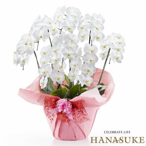 産地直送!【宅配商品】 お祝い 胡蝶蘭8本立ち56輪以上 57000円  勲章 受賞【送料無料】【楽ギフ_メッセ入力】【ビジネス】【対応】無料ラッピング、無料名札付き、画像送信、配送日指