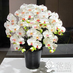 【空気を清浄する光触媒】配送無料 名札またはカード付き 画像報告 光触媒 造花 胡蝶蘭 (小)7本立ち花鉢 住宅展示場・モデルハウス・ショールーム ・ロビー に 枯れない造花スタンド